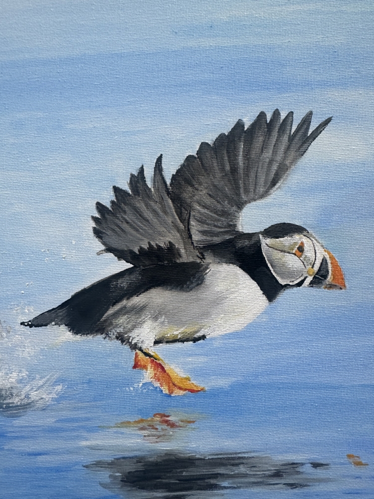 Low flying puffin