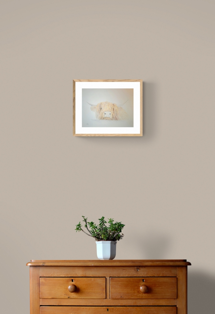 Curious Highland Cow looking over fence