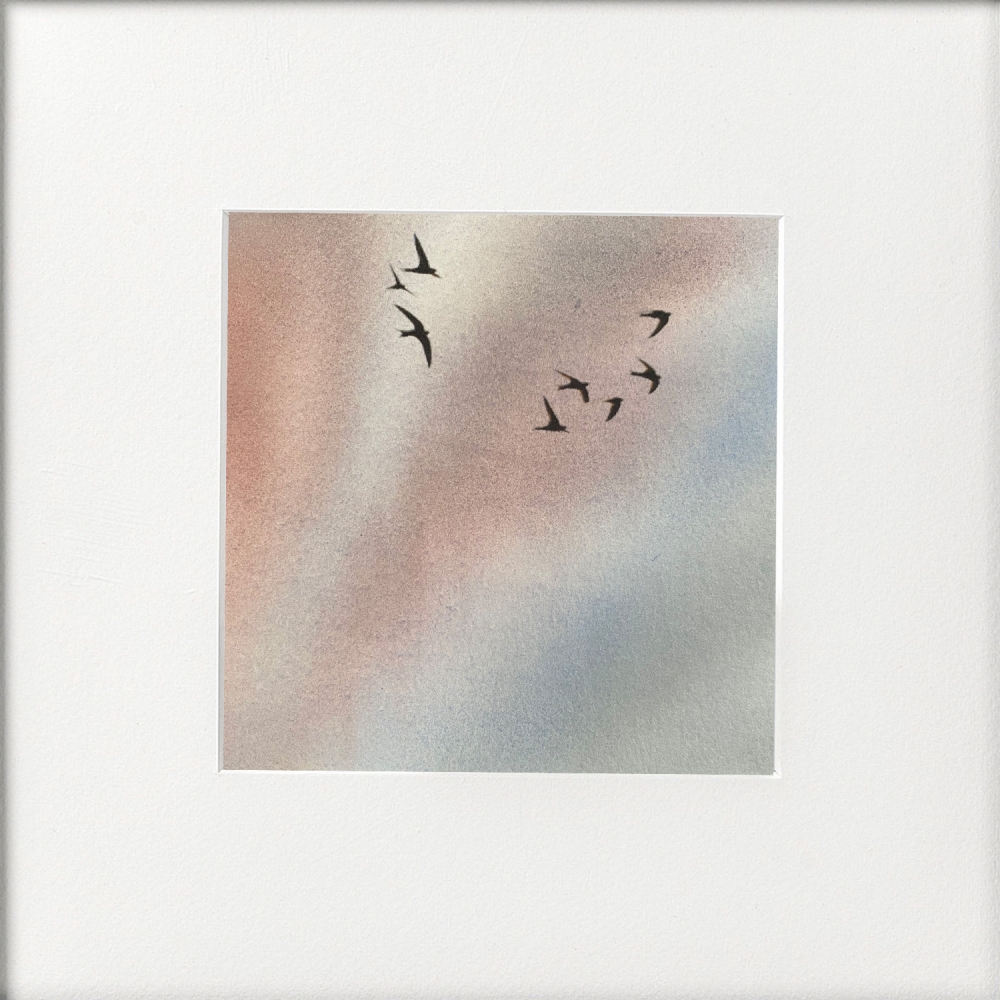 Swallows in flight framed