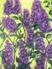 «Spring Symphony: Lilac Blooms»