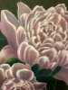 Peonies