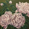 Peonies