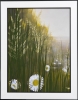 Daisies and fern landscape framed