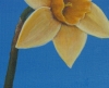 Daffodil