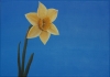 Daffodil