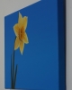 Daffodil