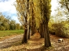 Golden Poplar Avenue
