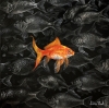The Goldfish