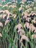 Shimmering Snowdrops 