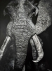 \"Ancient Wisdom\" Original Black & White Elephant Portrait