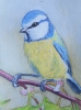 Blue Tit