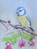 Blue Tit