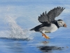 Low flying puffin