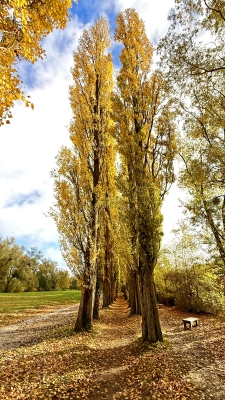 Golden Poplar Avenue