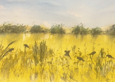 Sunlit Meadows