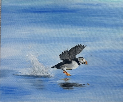 Low flying puffin