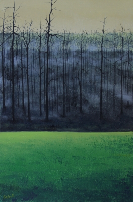 Misty Forest 