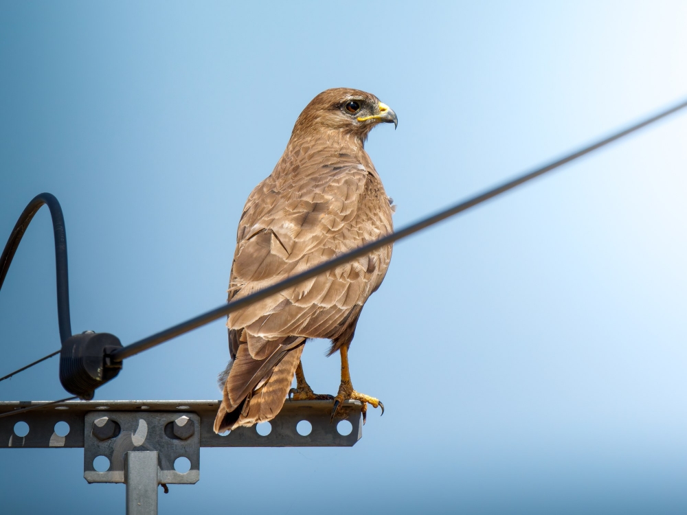 Common Buzzard in Cheny 