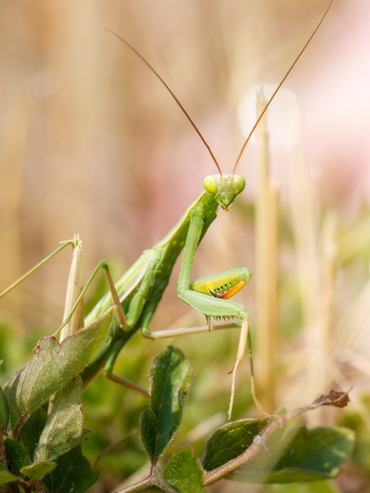 European Praying Mantis in Venoy — 30 × 40 cm