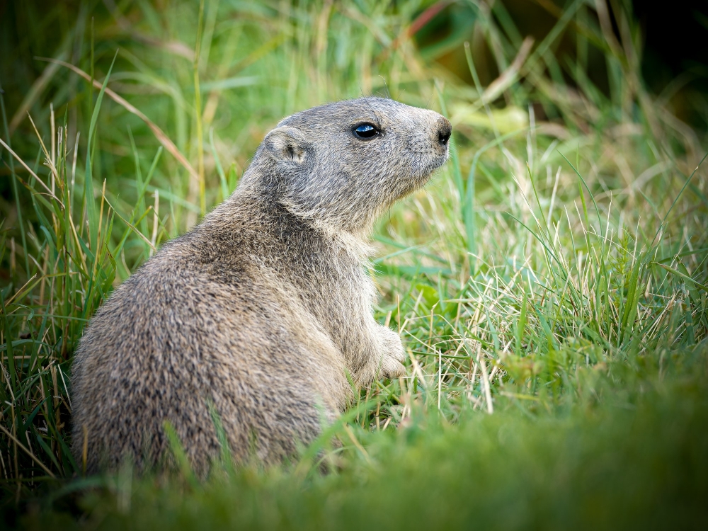 Marmota Marmota — 20250811 — 60 × 40 cm
