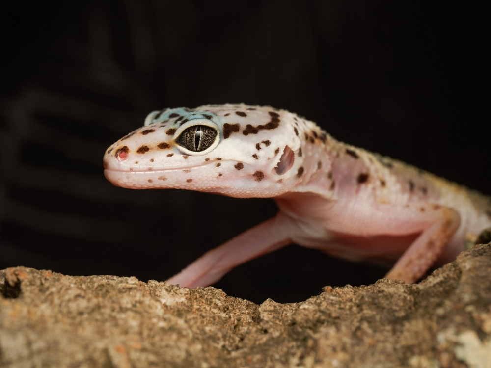 Eublepharis Macularius — 20251114-2025-11-15 — 40 × 30 cm