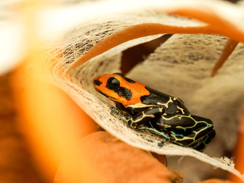 Ranitomeya Fantastica — 20251115-2025-11-15 — 70 × 50 cm