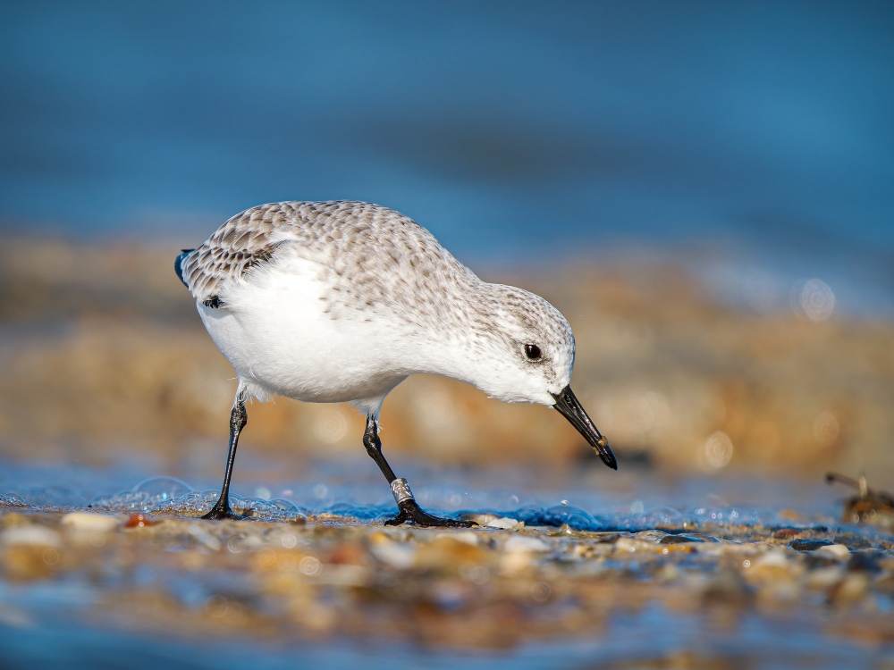 Calidris Alba — 20251205 — 70 × 50 cm