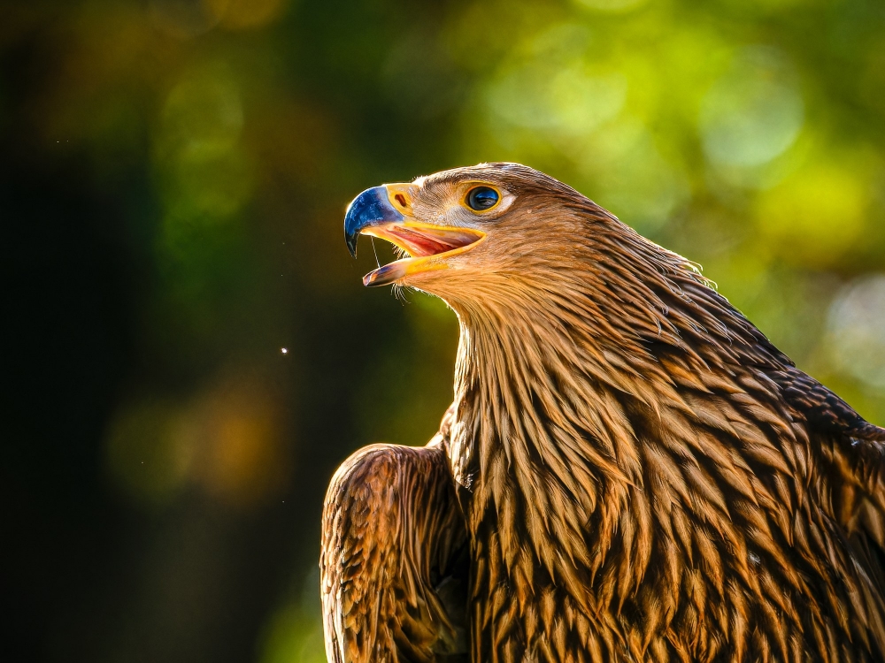 Aquila Chrysaetos — 20251014 — 70 × 50 cm