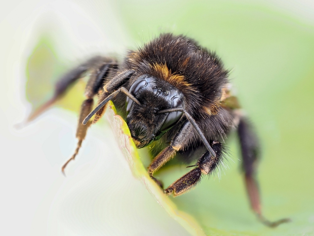 Bombus Lapidarius — 20250518 — 40 × 30 cm