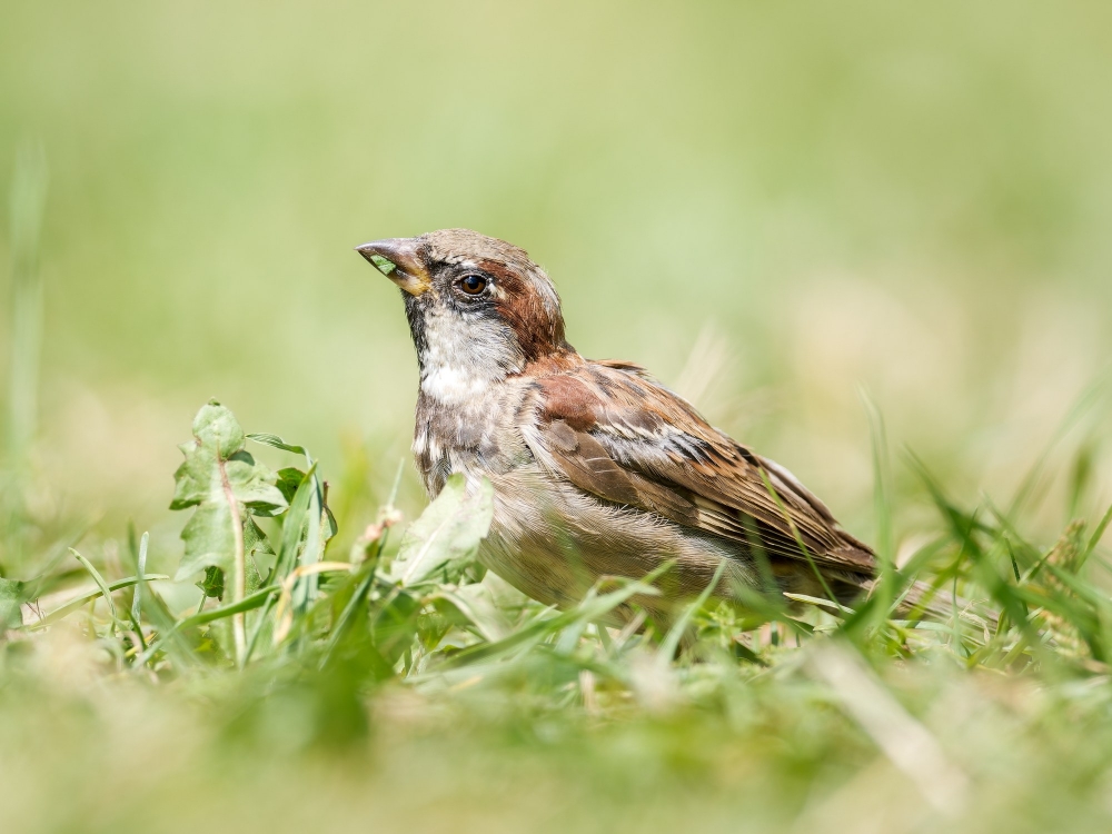 House Sparrow in 20250812 — 70 × 50 cm
