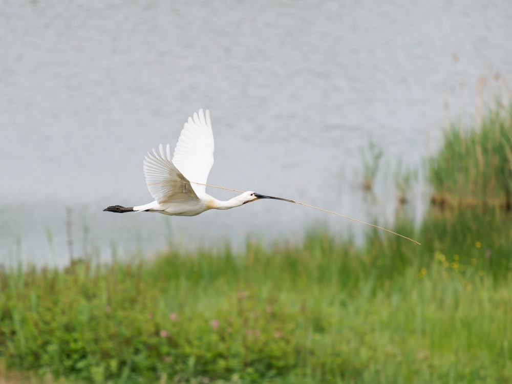 Platalea Leucorodia — 20250518 — 40 × 30 cm