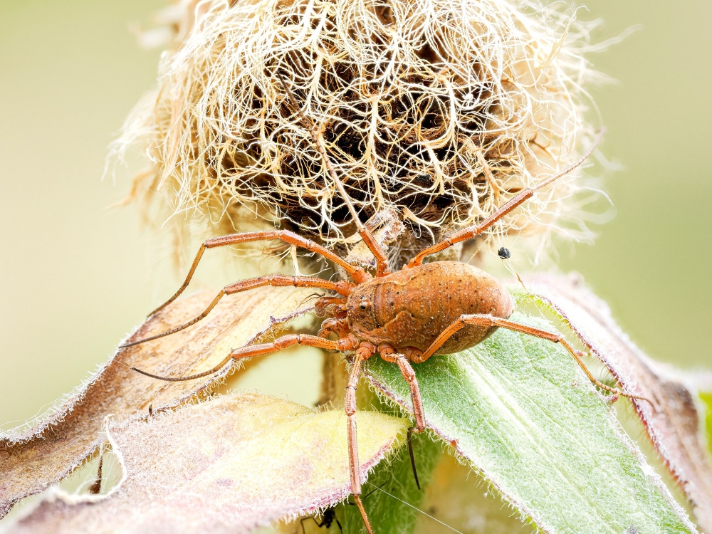 Mitopus Morio — 20250812 — 40 × 30 cm
