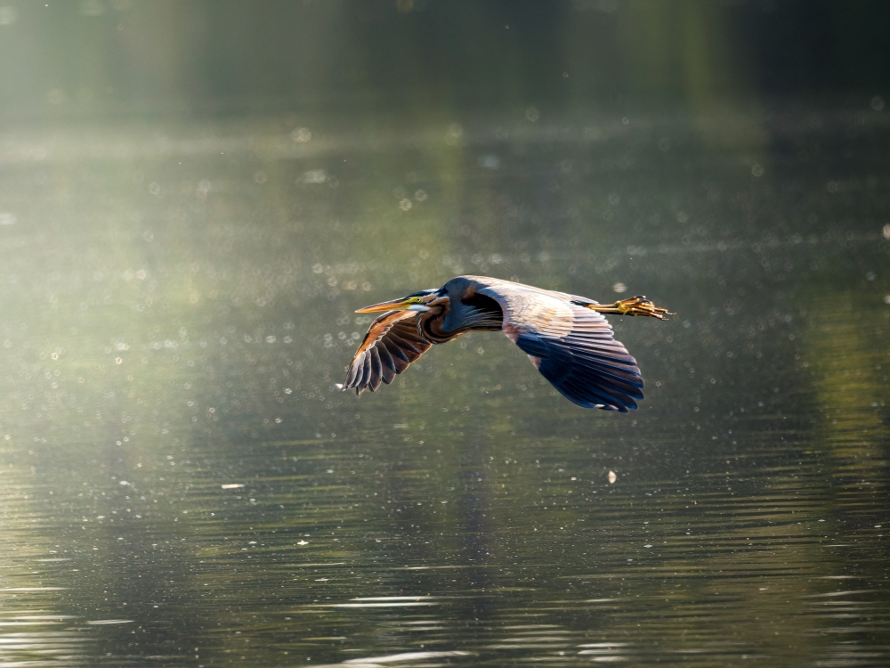 Ardea Purpurea — Mézières-en-Brenne — 40 × 30 cm