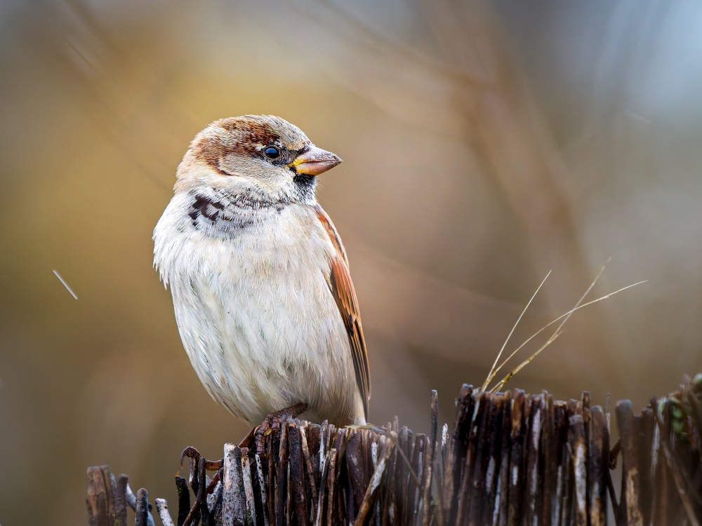 House Sparrow in 20251201 — 70 × 50 cm