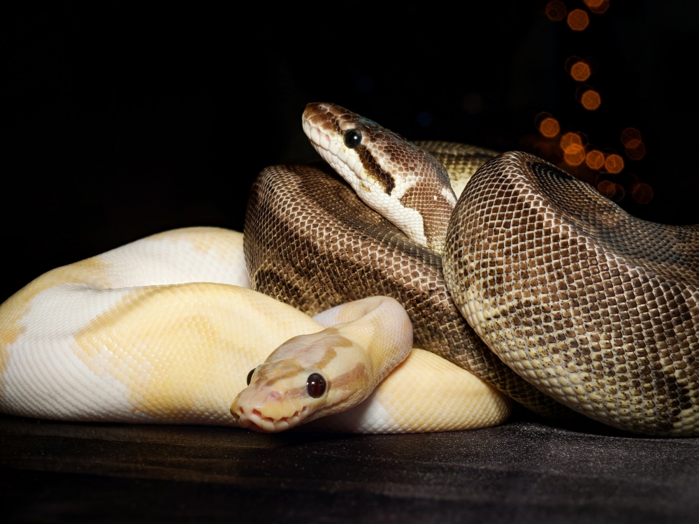 Piebald — 20251118-2025-11-15 — 40 × 30 cm