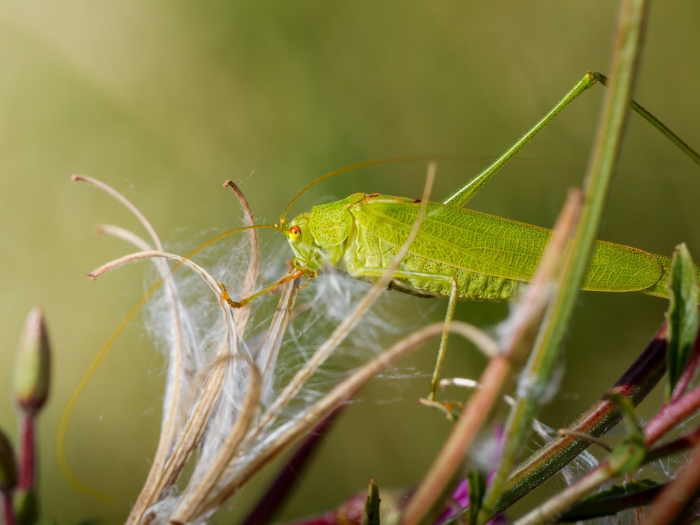 Sickle-bearing Bush-cricket in Frasne — 70 × 50 cm