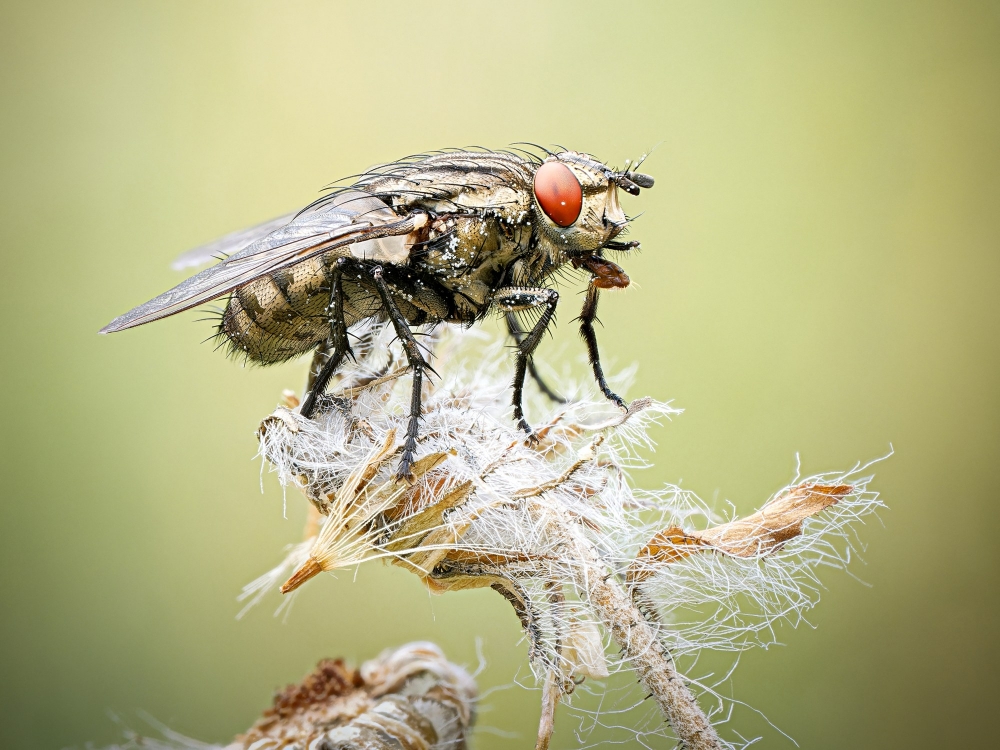 Sarcophagidae Indet. — 20250812 — 60 × 40 cm