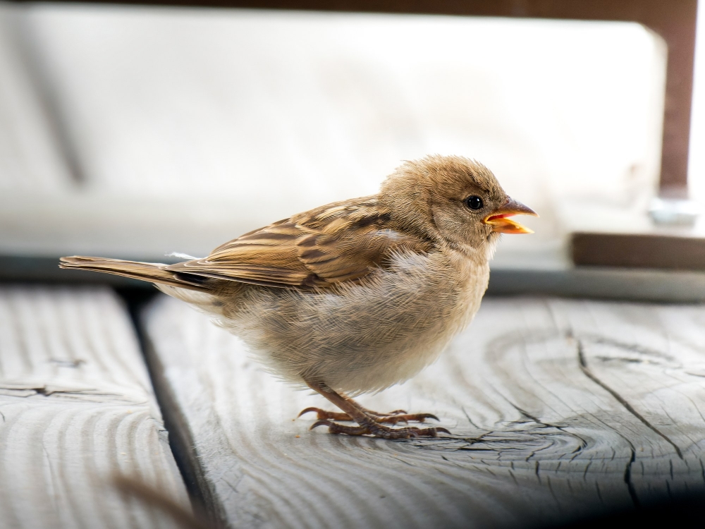 House Sparrow in Tignes — 40 × 30 cm