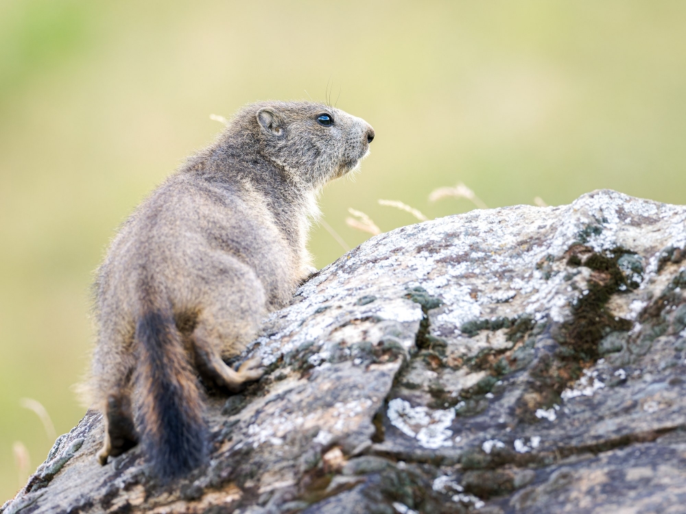 Marmota Marmota — 20250811 — 70 × 50 cm