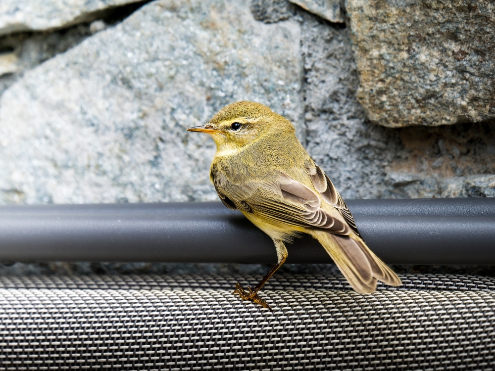 Phylloscopus Trochilus — Tignes — 40 × 30 cm