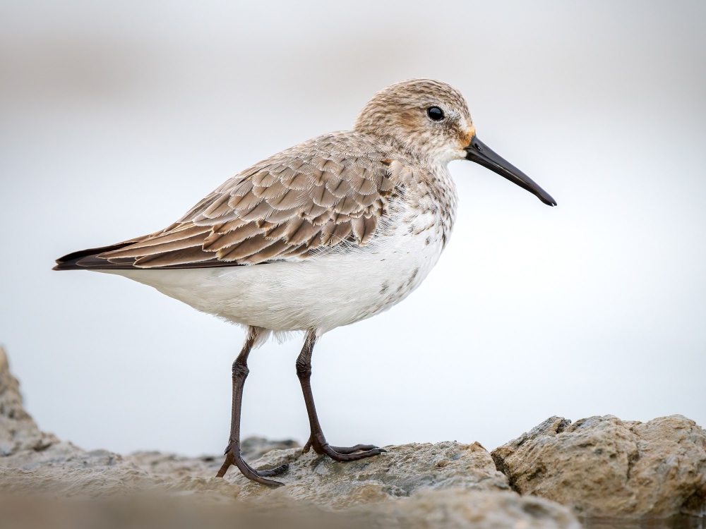 Calidris Alpina — 20251204 — 40 × 30 cm