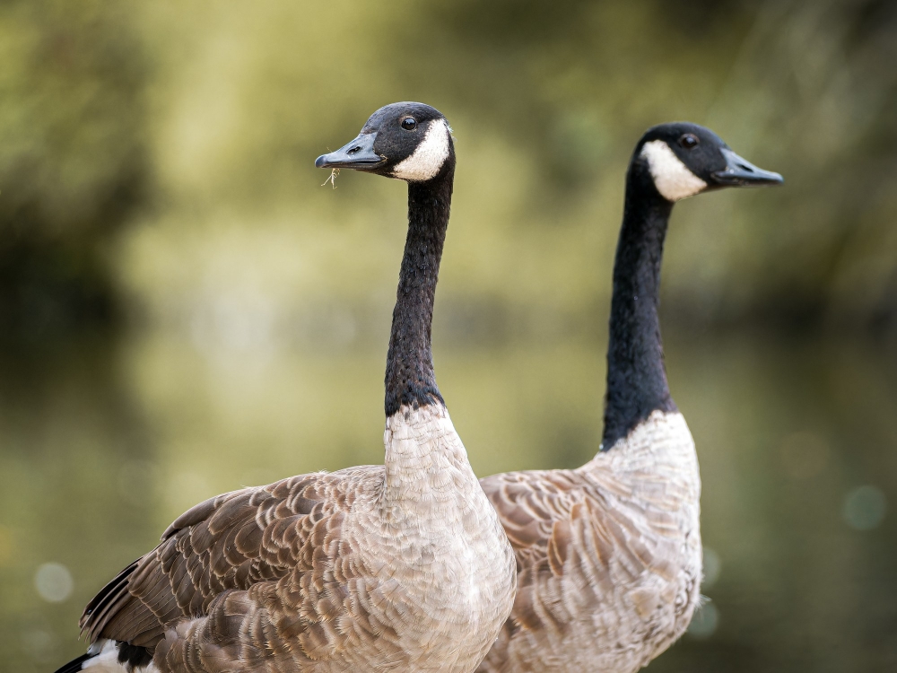 Branta Canadensis — Bois de Boulognes — 70 × 50 cm