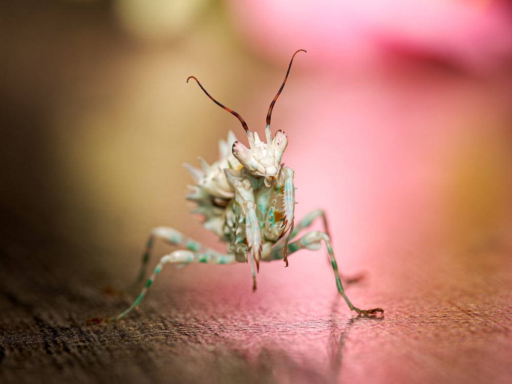 Pseudocreobotra Lestoni — 70 × 50 cm