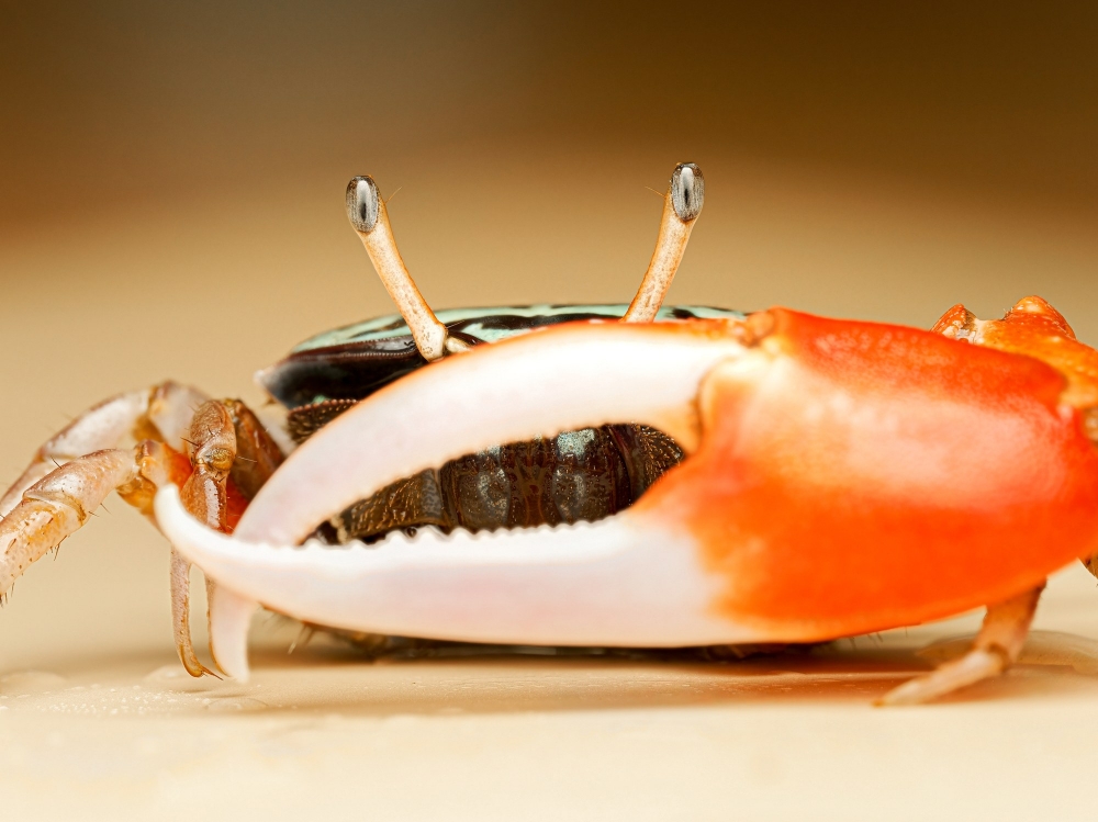 Crabe Violoniste — 20251026 — 70 × 50 cm