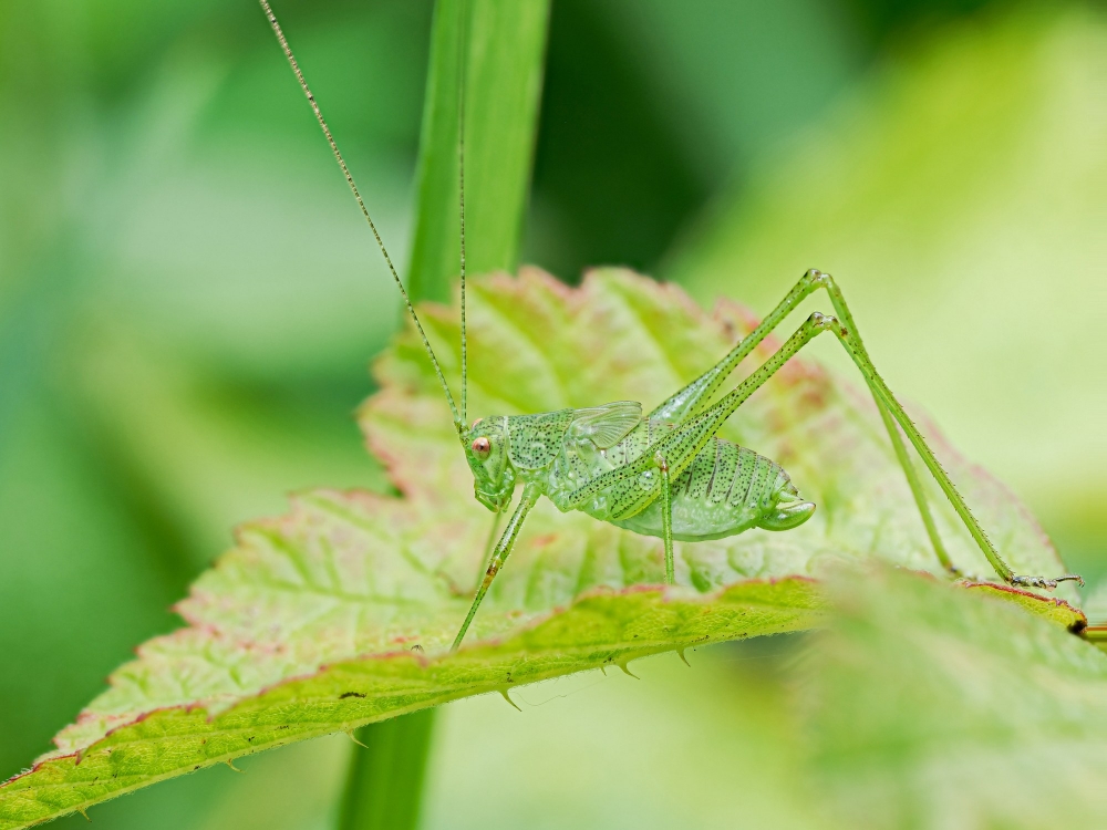 Leptophyes Punctatissima — 20250722 — 60 × 40 cm
