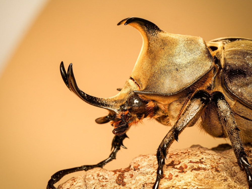Megasoma Anubis — 20251026 — 70 × 50 cm