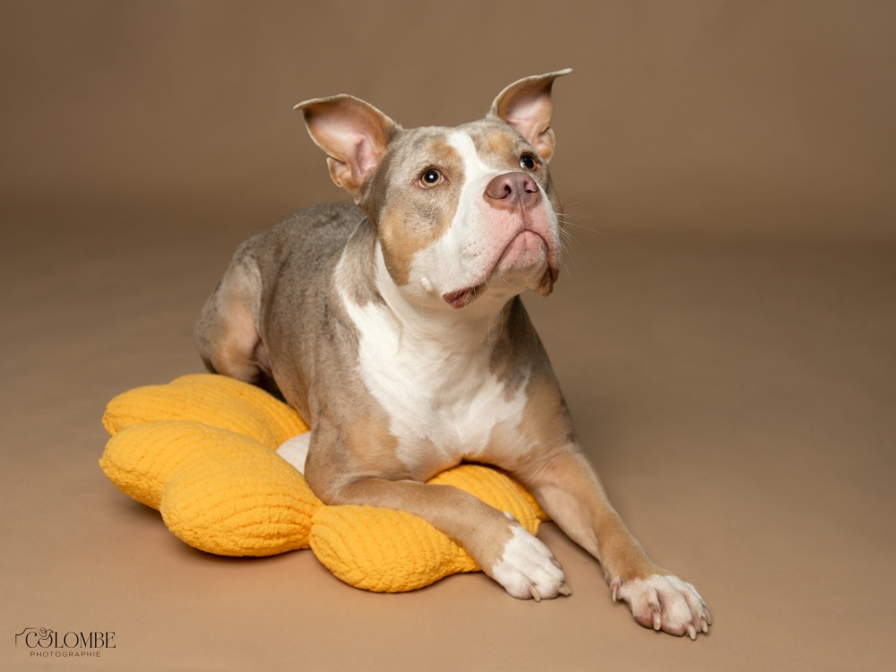 Emeline, François & Tokyo X Colombe Photographie — 40 × 30 cm