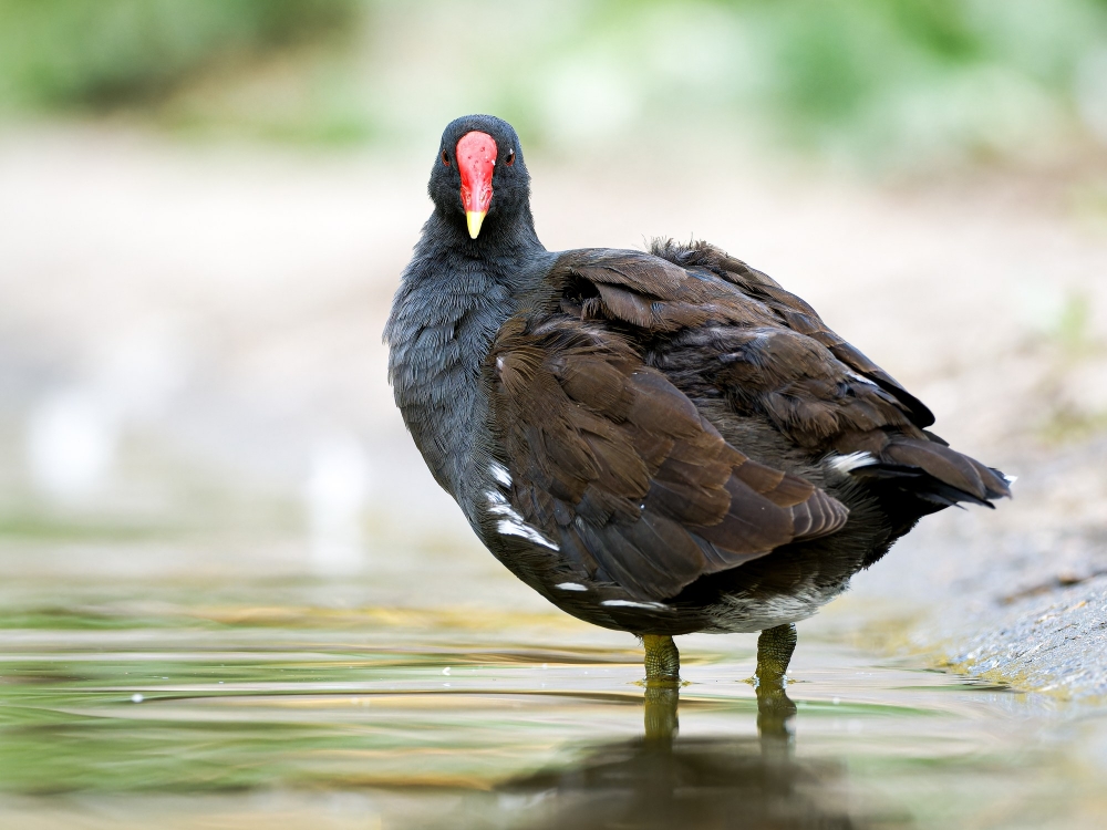 Gallinula Chloropus — Bois de Boulognes — 40 × 30 cm