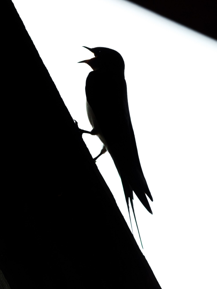 Hirundo Rustica — Rosnay — 40 × 60 cm