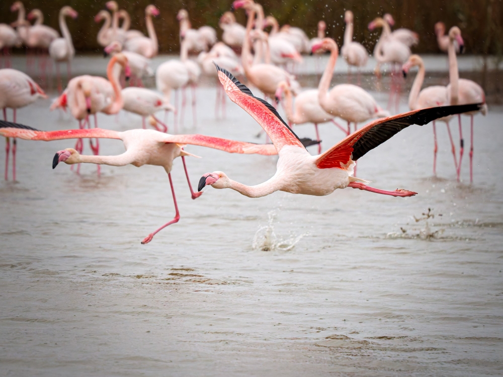 Phoenicopterus Roseus — 20251201 — 70 × 50 cm